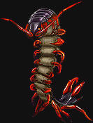  centipede.jpg (7827 байт) 