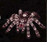  gaintspyder.jpg (5954 байт) 